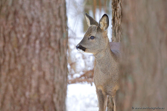 Zoogdieren, Bart Fotografie-362