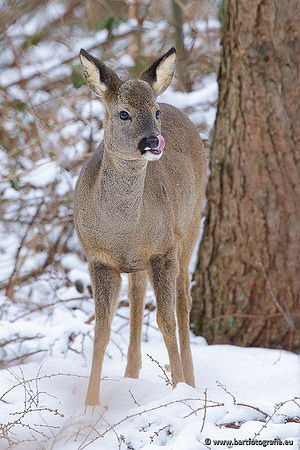 Zoogdieren, Bart Fotografie-363