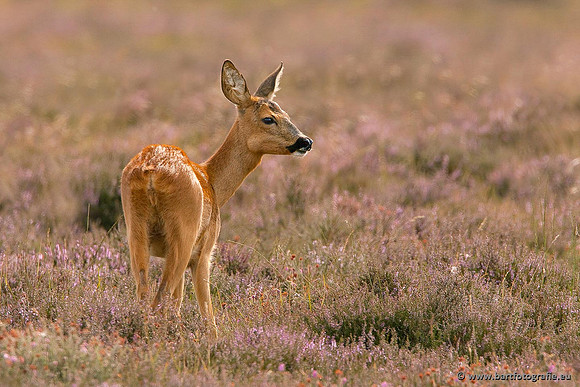 Zoogdieren, Bart Fotografie-366