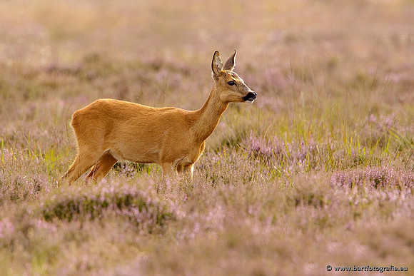 Zoogdieren, Bart Fotografie-368