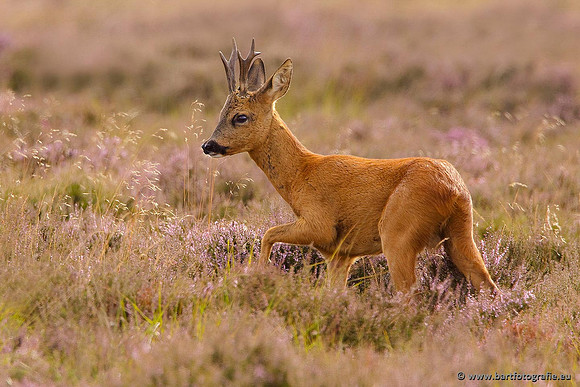 Zoogdieren, Bart Fotografie-367