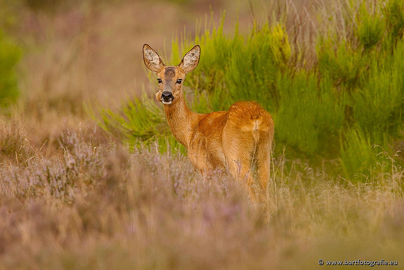 Zoogdieren, Bart Fotografie-369
