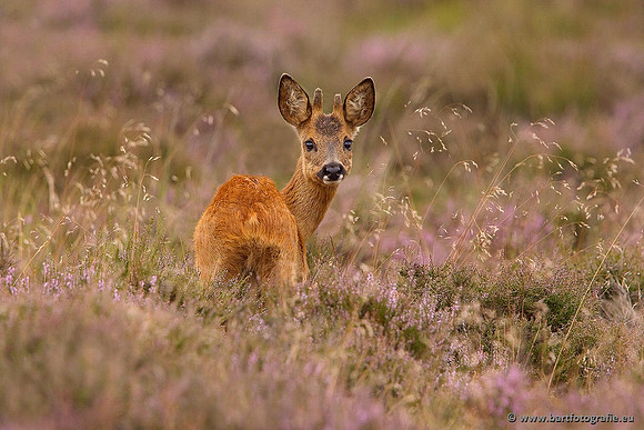 Zoogdieren, Bart Fotografie-370
