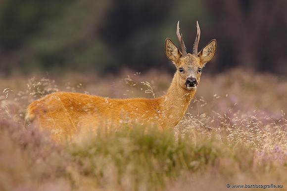 Zoogdieren, Bart Fotografie-372