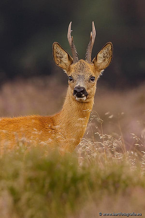 Zoogdieren, Bart Fotografie-373