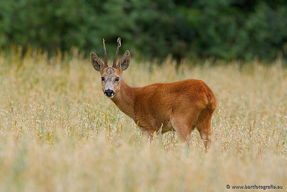 Zoogdieren, Bart Fotografie-374