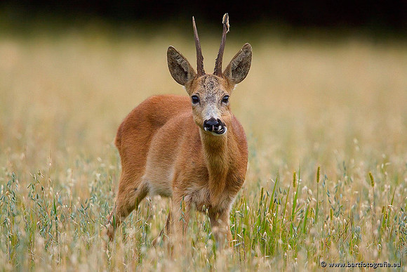 Zoogdieren, Bart Fotografie-375