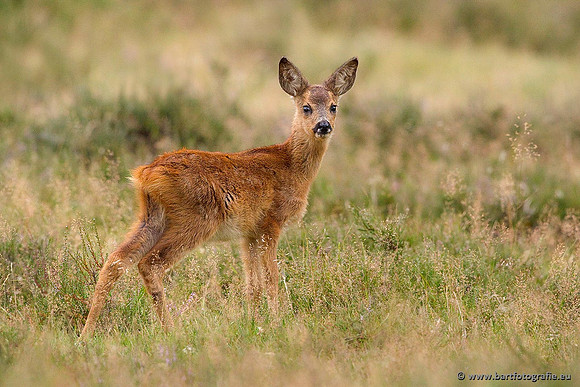 Zoogdieren, Bart Fotografie-376
