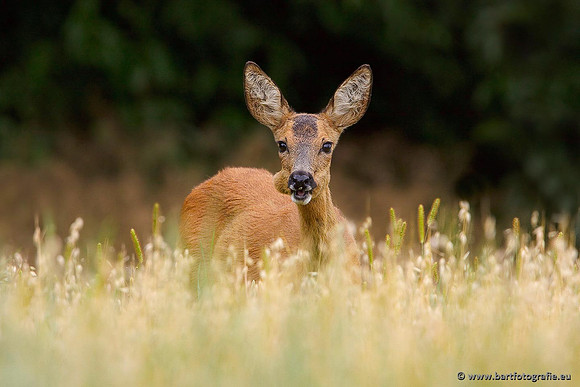 Zoogdieren, Bart Fotografie-377