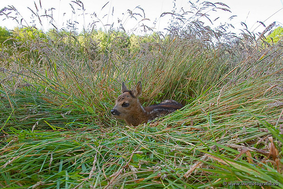 Zoogdieren, Bart Fotografie-379