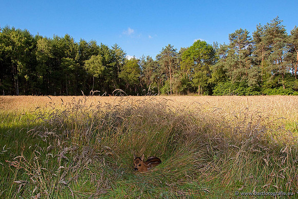 Zoogdieren, Bart Fotografie-378