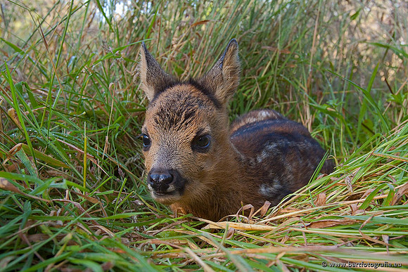 Zoogdieren, Bart Fotografie-380
