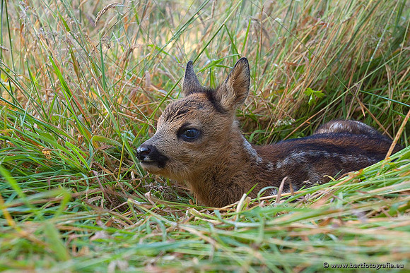 Zoogdieren, Bart Fotografie-381