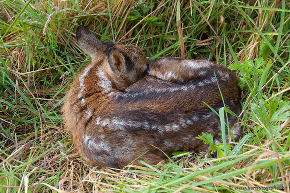 Zoogdieren, Bart Fotografie-382