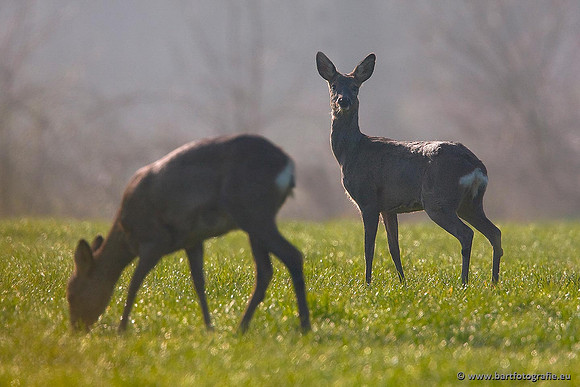 Zoogdieren, Bart Fotografie-383