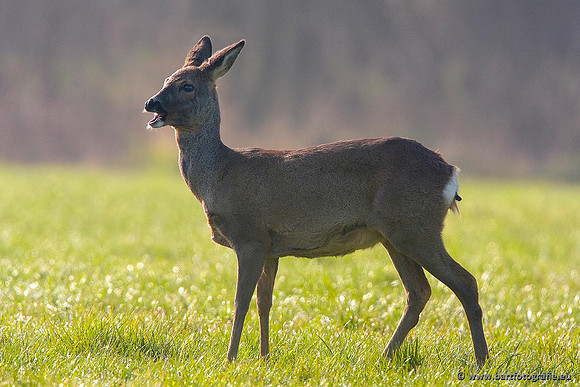 Zoogdieren, Bart Fotografie-384