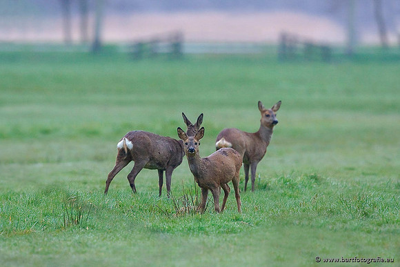 Zoogdieren, Bart Fotografie-385