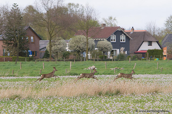 Zoogdieren, Bart Fotografie-386