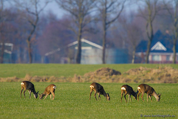 Zoogdieren, Bart Fotografie-387