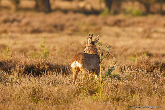 Zoogdieren, Bart Fotografie-388