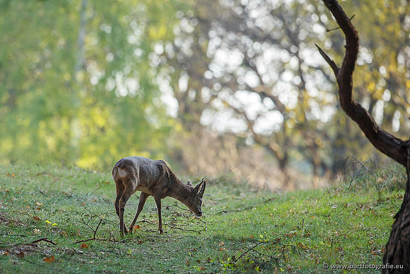 Zoogdieren, Bart Fotografie-390