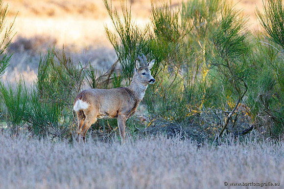 Zoogdieren, Bart Fotografie-391