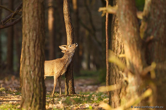 Zoogdieren, Bart Fotografie-389