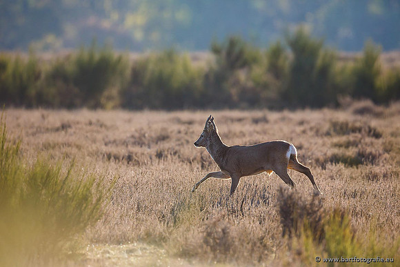 Zoogdieren, Bart Fotografie-392