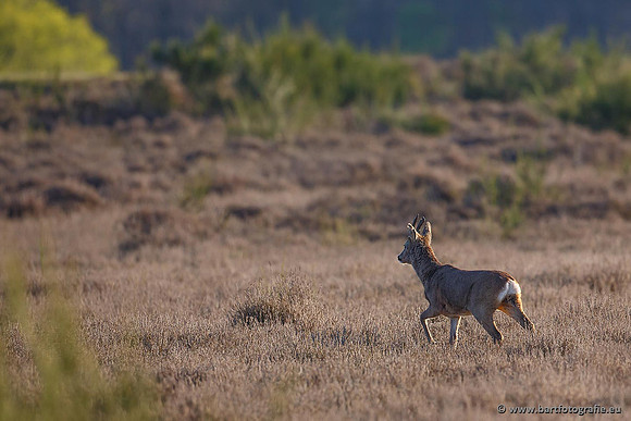 Zoogdieren, Bart Fotografie-393