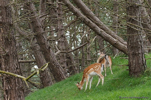 Zoogdieren, Bart Fotografie-394