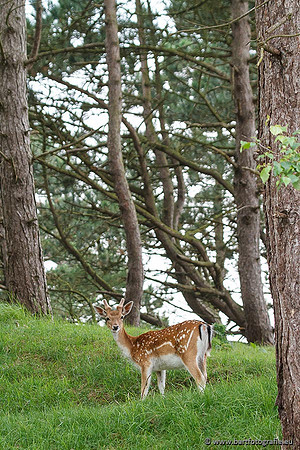 Zoogdieren, Bart Fotografie-395