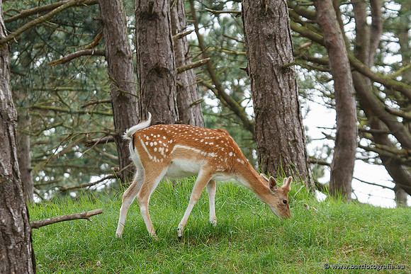 Zoogdieren, Bart Fotografie-396