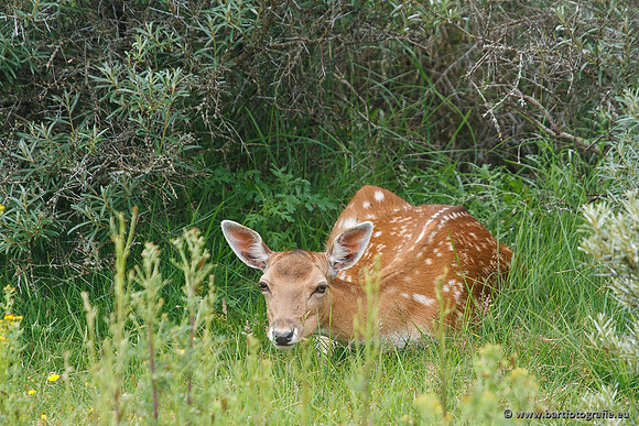 Zoogdieren, Bart Fotografie-397