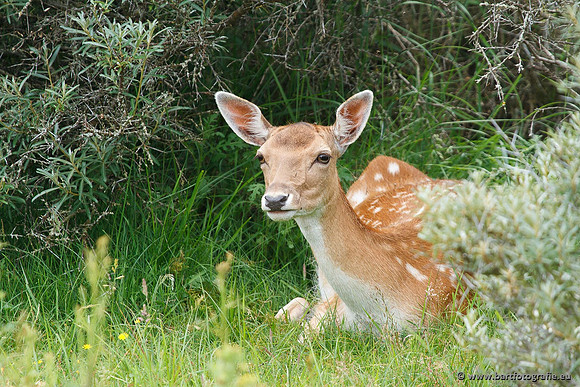 Zoogdieren, Bart Fotografie-398