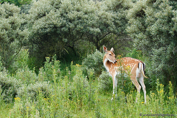 Zoogdieren, Bart Fotografie-399