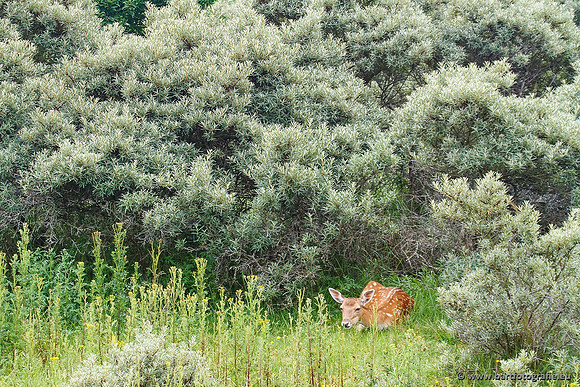 Zoogdieren, Bart Fotografie-400