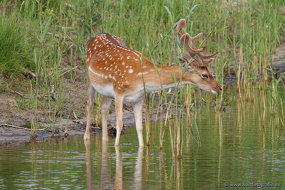 Zoogdieren, Bart Fotografie-401