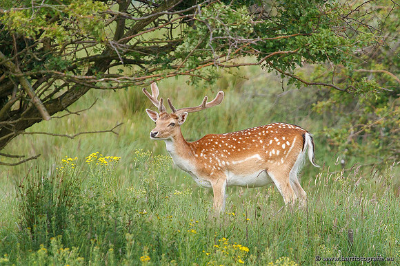 Zoogdieren, Bart Fotografie-402