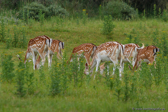 Zoogdieren, Bart Fotografie-403