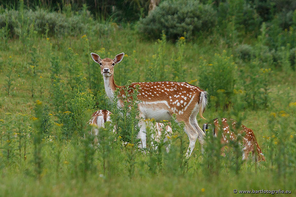 Zoogdieren, Bart Fotografie-404
