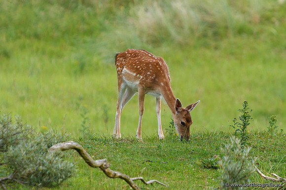 Zoogdieren, Bart Fotografie-405