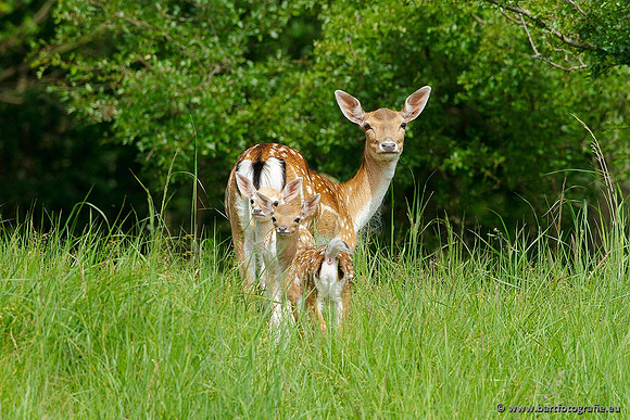 Zoogdieren, Bart Fotografie-406
