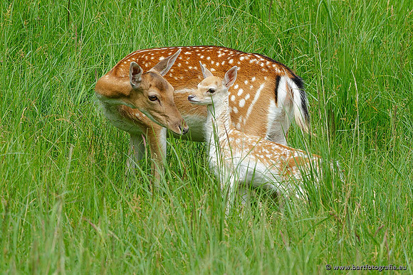 Zoogdieren, Bart Fotografie-408