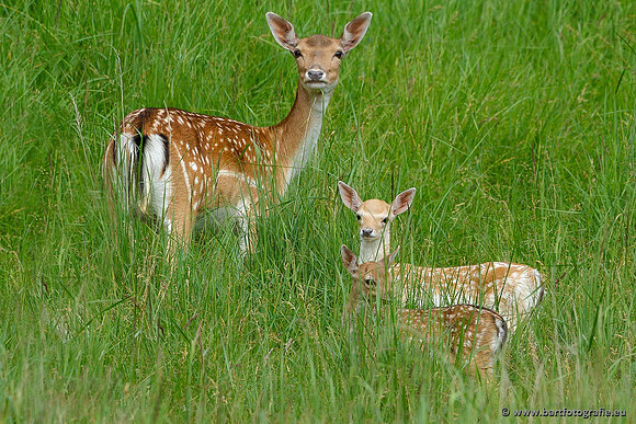 Zoogdieren, Bart Fotografie-409