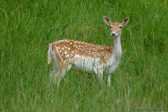 Zoogdieren, Bart Fotografie-410