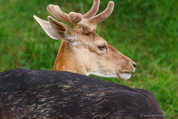 Zoogdieren, Bart Fotografie-411