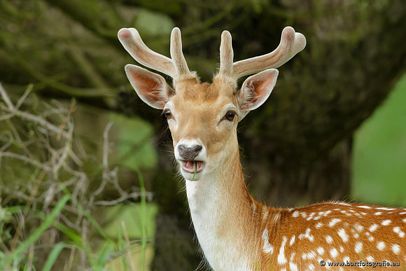 Zoogdieren, Bart Fotografie-412