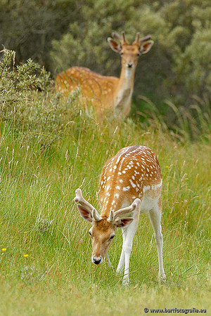 Zoogdieren, Bart Fotografie-413