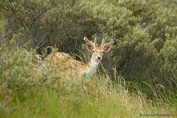 Zoogdieren, Bart Fotografie-414