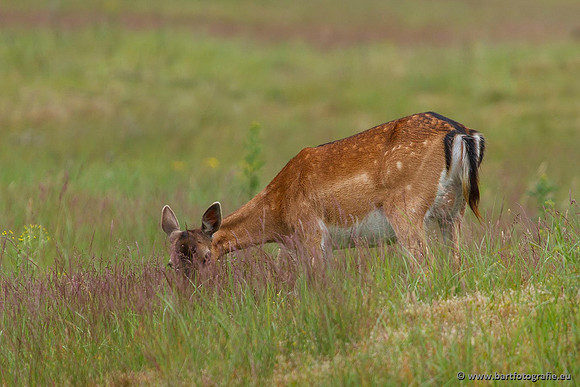 Zoogdieren, Bart Fotografie-415
